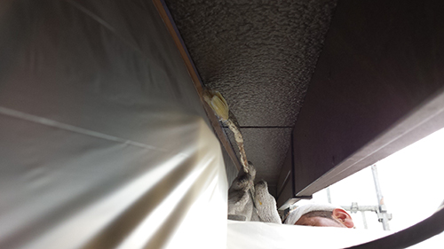 Bird perched on a narrow ledge between tarp and metal beam at a construction site, with a person wearing a white hard hat nearby.