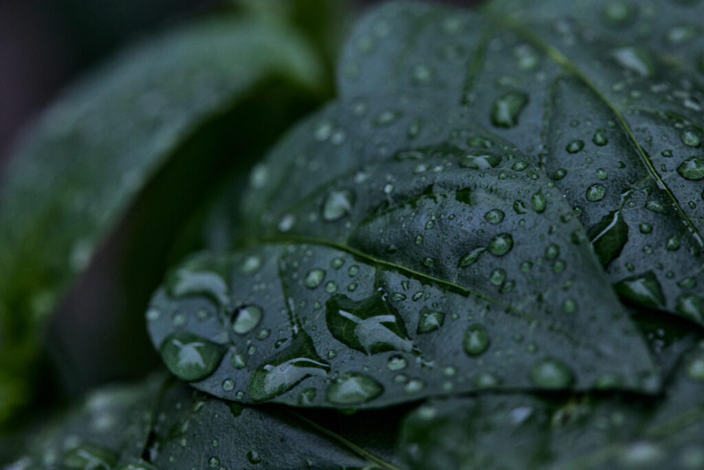 07kissaten79_TP_V | 外壁塗装は神奈川県横浜市の塗装職人 Close-up of glossy dark green leaves covered in dew droplets.