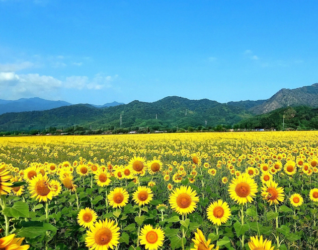 Field of bright yellow sunflowers stretching to distant green hills under a clear blue sky.