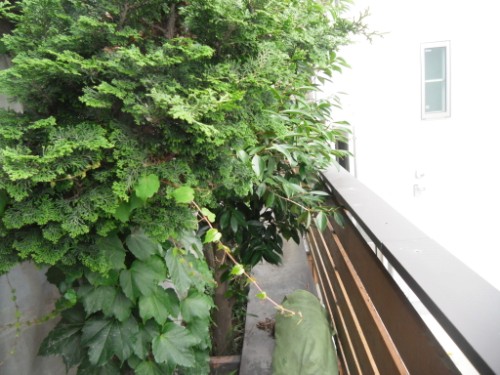 横浜市磯子区：フェンス脇の植木