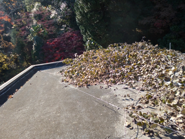 山川は自然が豊かで良いのですがこのように屋上に枯れ葉が積もってしまうのが少し難点です