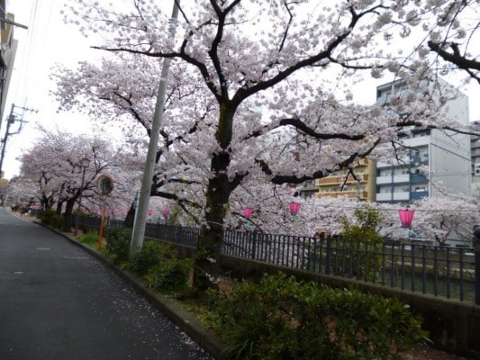 桜の季節と塗装の関係