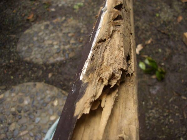 サイディング塗装とシロアリ被害の木部補修